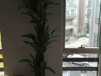 匯通花卉租擺服務(wù)公司 天津花鳥魚蟲市場中的專業(yè)花卉養(yǎng)護(hù)