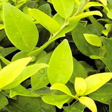 安徽省黃山綠源農(nóng)林開發(fā)產(chǎn)品展示 花卉世界網(wǎng)精選