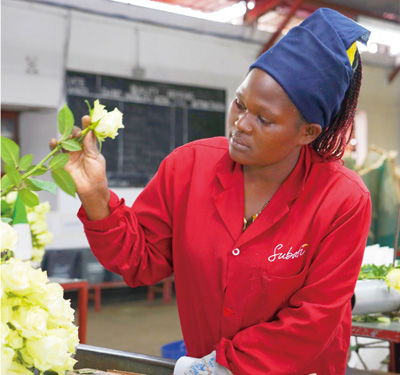 為非洲實(shí)現(xiàn)現(xiàn)代化創(chuàng)造機(jī)遇——訪肯尼亞總統(tǒng)魯托談苗木種植