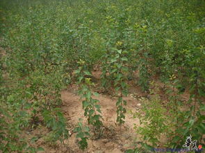 精品苗木推薦 走進山東臨沂江東富源苗木花卉生產基地