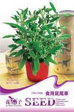 探索鼠尾草的食用魅力 從品種選擇到家庭種植的全方位指南